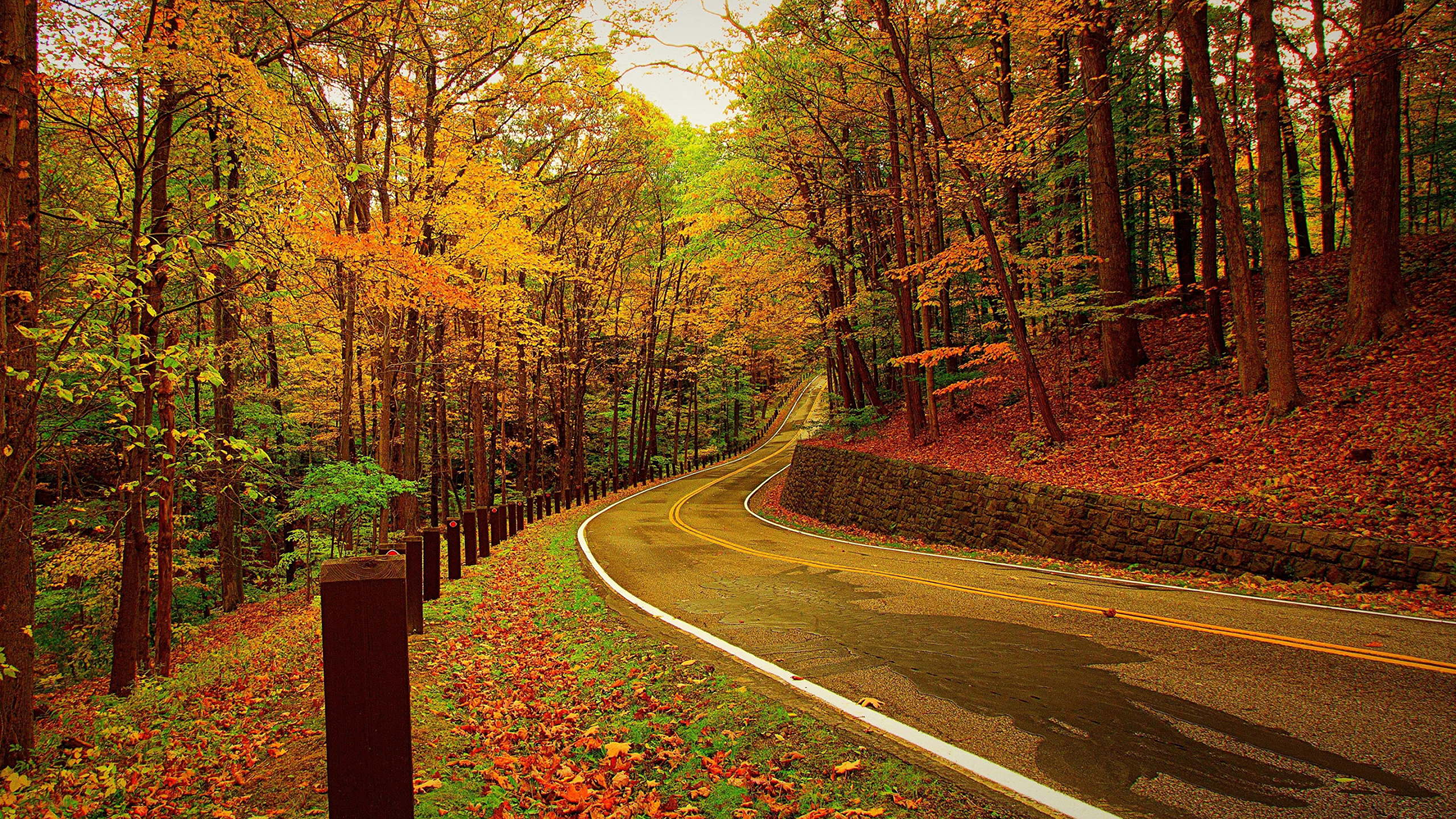 Carretera de Asfalto Gris Entre Árboles Durante el Día. Wallpaper in 2560x1440 Resolution