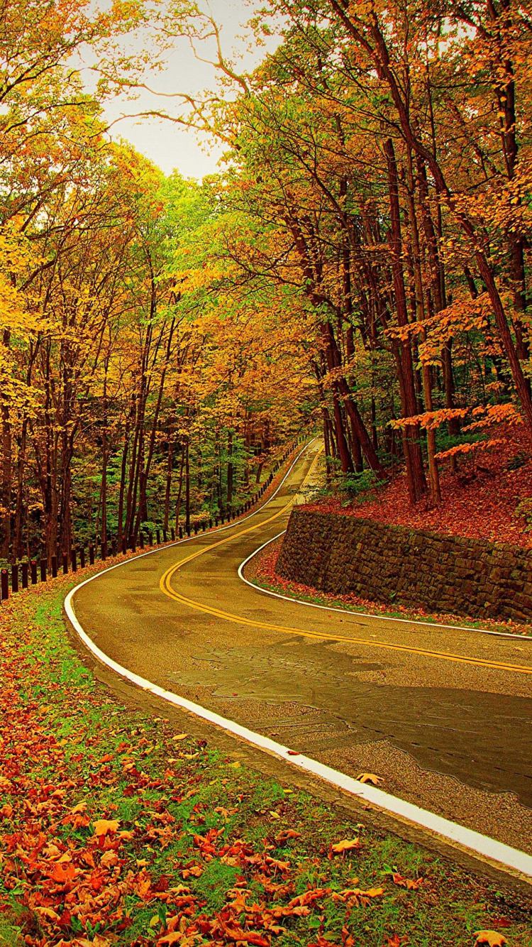 Carretera de Asfalto Gris Entre Árboles Durante el Día. Wallpaper in 750x1334 Resolution