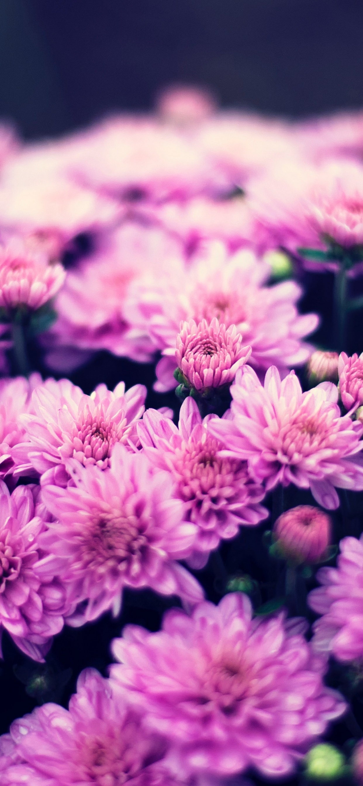 Lilac, Chrysanthemum, Flower, Purple, Plant. Wallpaper in 1242x2688 Resolution