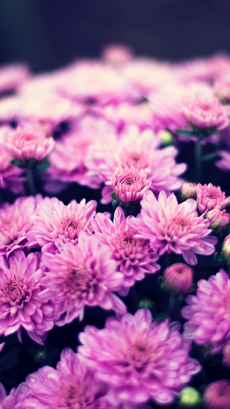 Lilac, Chrysanthemum, Flower, Purple, Plant. Wallpaper in 750x1334 Resolution