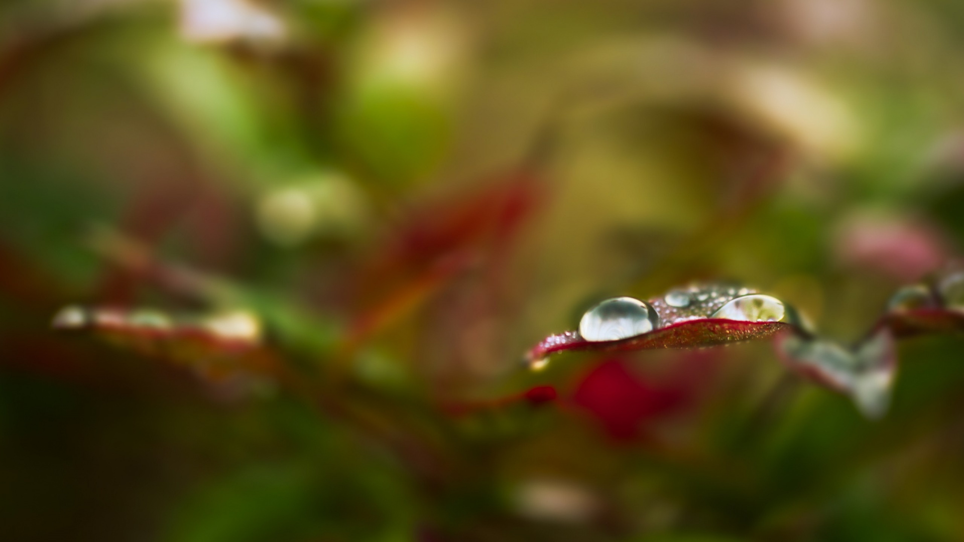 Gota de Agua en la Planta Verde. Wallpaper in 1920x1080 Resolution