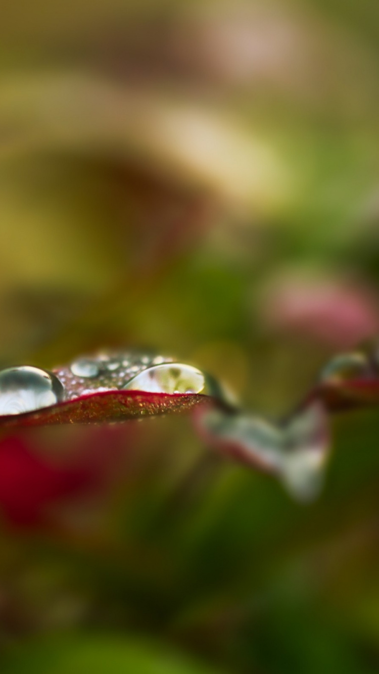 Gota de Agua en la Planta Verde. Wallpaper in 750x1334 Resolution