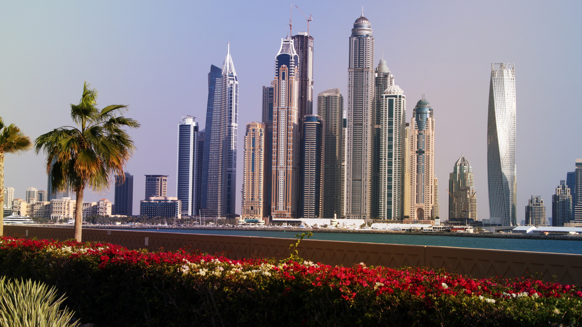 Red Flowers Near City Buildings During Daytime. Wallpaper in 1920x1080 Resolution