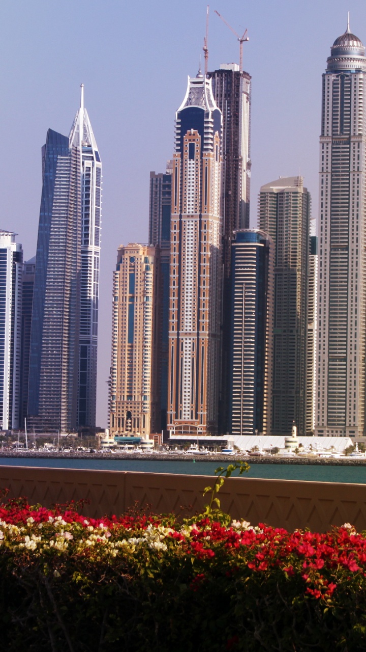 Red Flowers Near City Buildings During Daytime. Wallpaper in 720x1280 Resolution