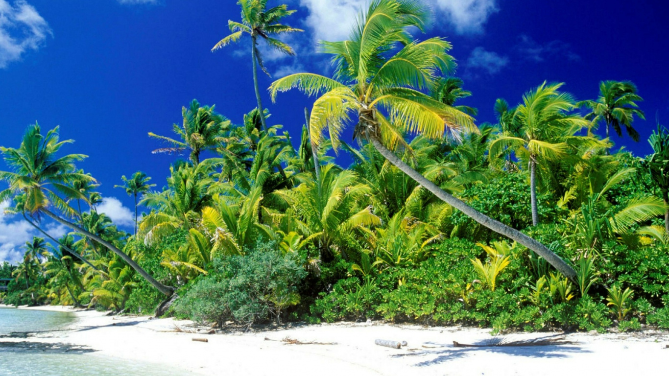 Cocotier Vert Sur la Plage de Sable Blanc Pendant la Journée. Wallpaper in 1366x768 Resolution