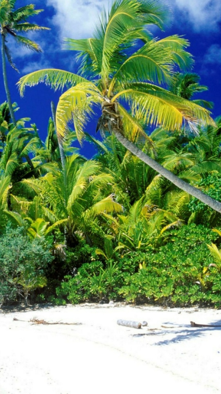 植被, 热带地区, 加勒比, 海洋, 天空 壁纸 720x1280 允许