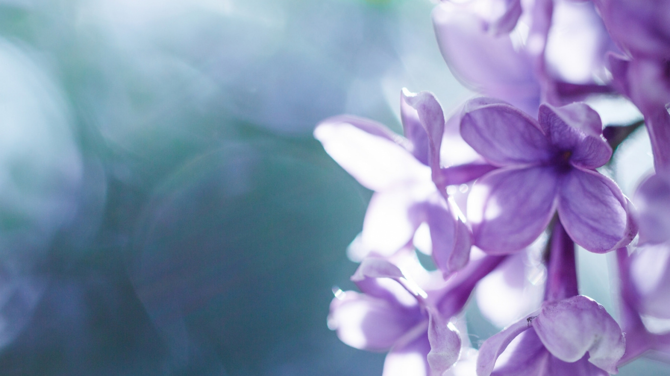 Lila Blüten in Tilt-Shift-Linse. Wallpaper in 1366x768 Resolution