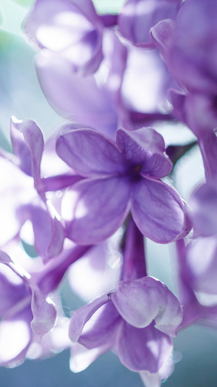 Flores Moradas en Lente de Cambio de Inclinación. Wallpaper in 750x1334 Resolution