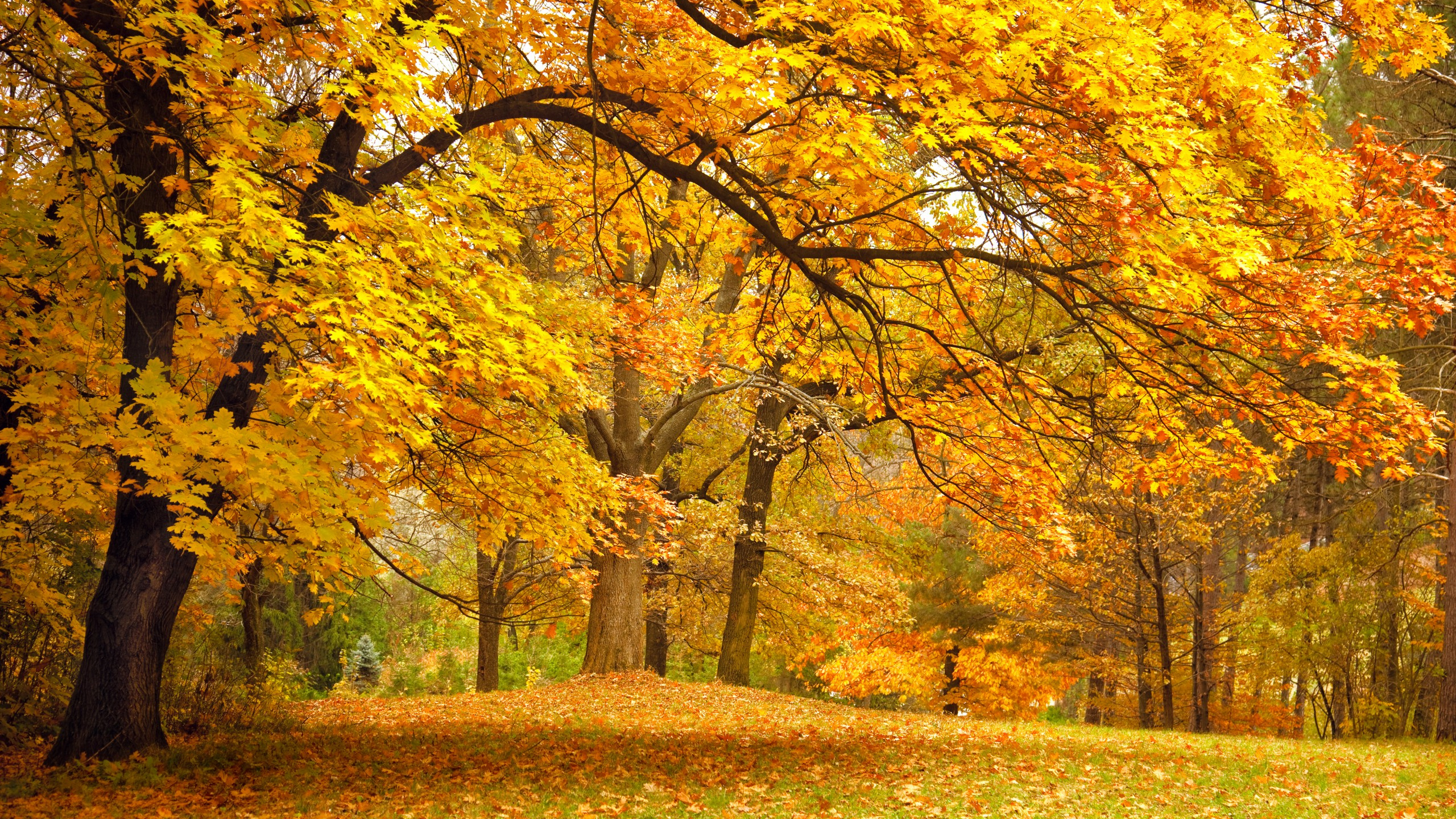 Yellow and Brown Trees on Green Grass Field During Daytime. Wallpaper in 2560x1440 Resolution