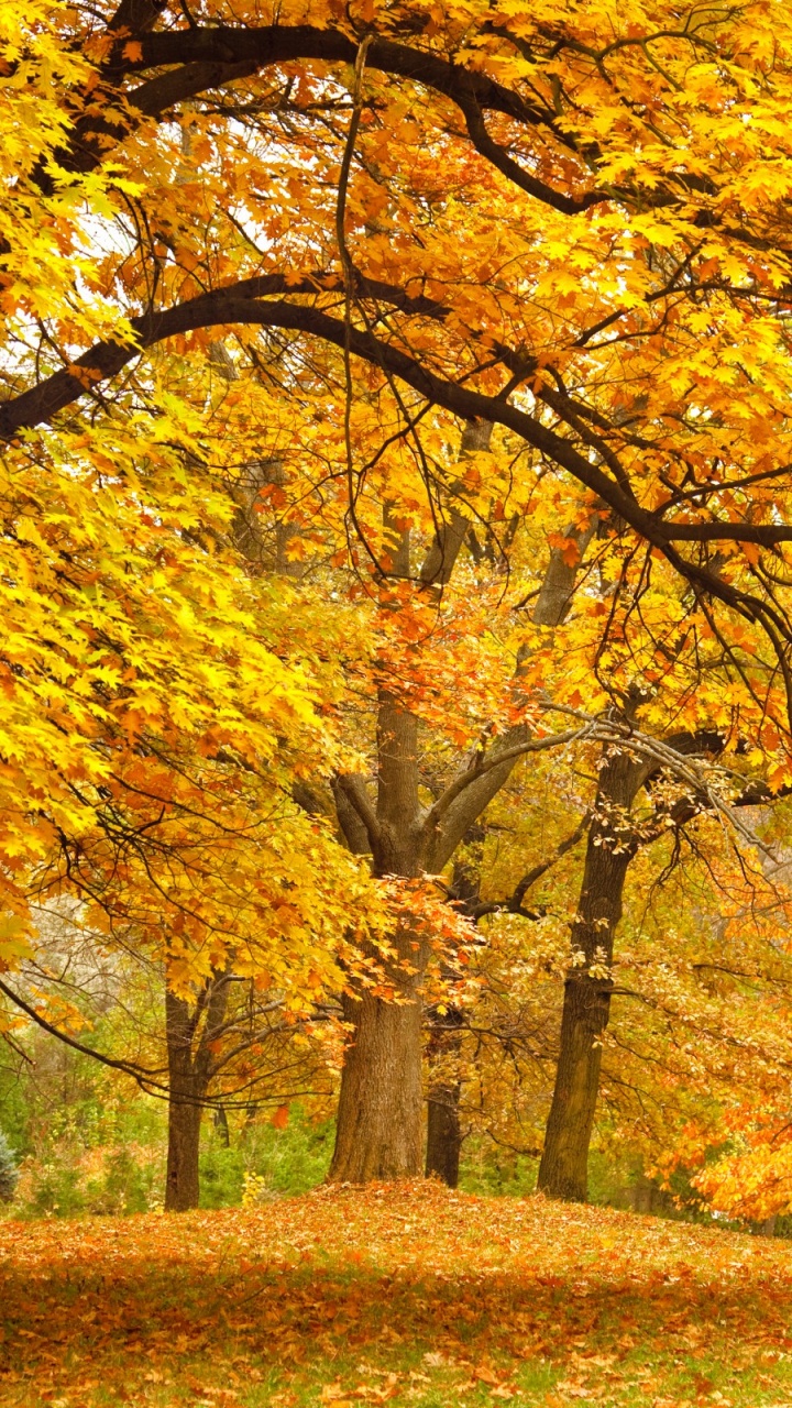 Yellow and Brown Trees on Green Grass Field During Daytime. Wallpaper in 720x1280 Resolution