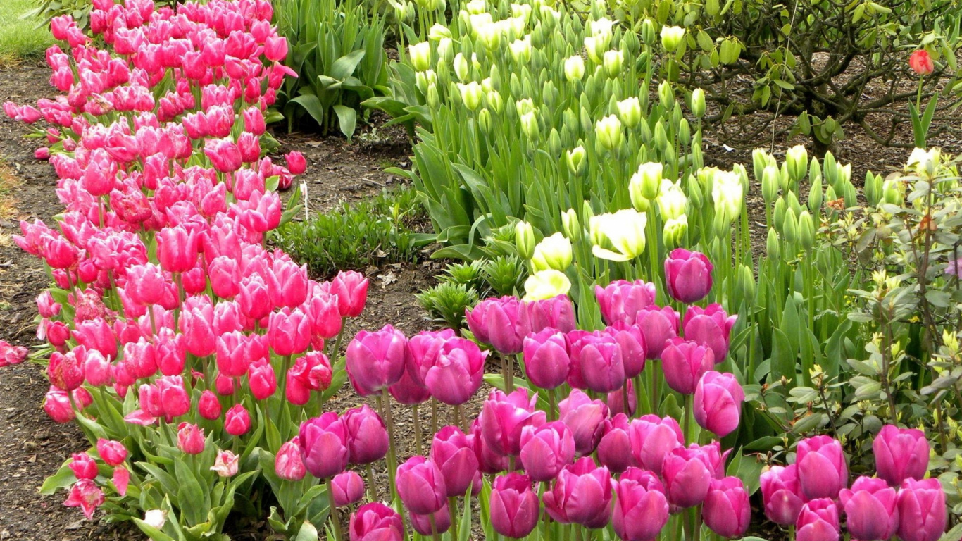 Pink Tulips Field During Daytime. Wallpaper in 1366x768 Resolution