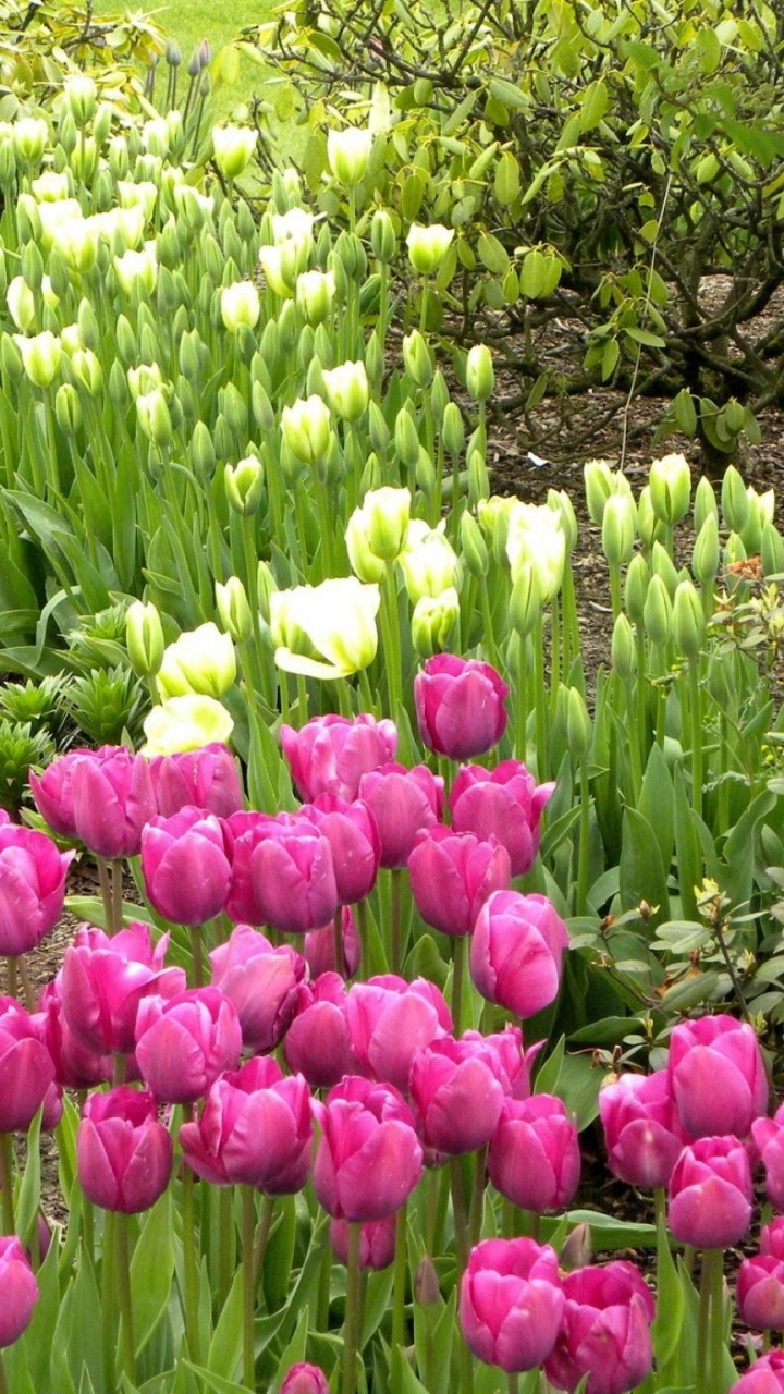 Pink Tulips Field During Daytime. Wallpaper in 720x1280 Resolution