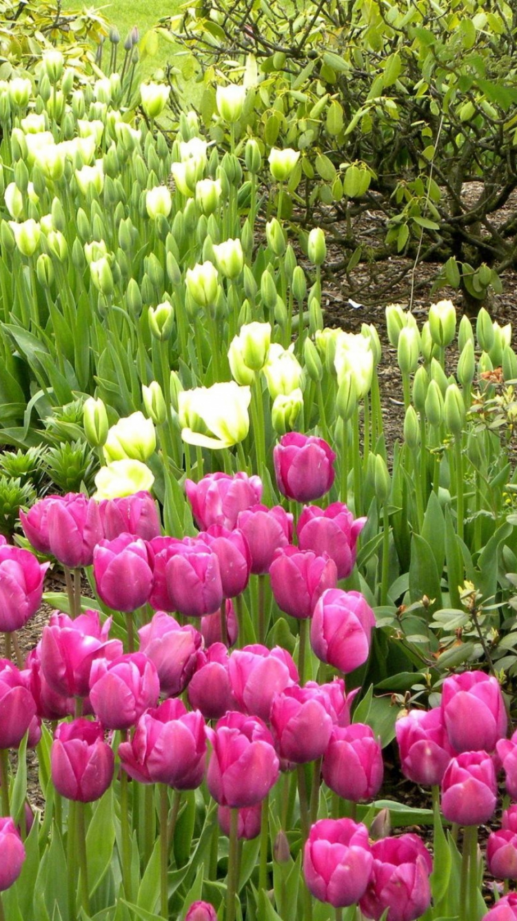 Pink Tulips Field During Daytime. Wallpaper in 750x1334 Resolution