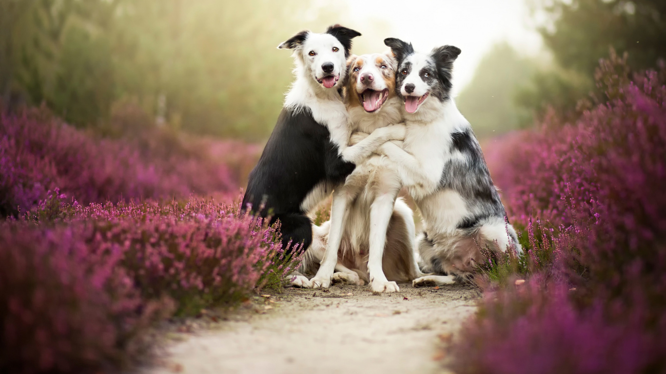 Border Collie, Puppy, Dog, Dog Breed, Companion Dog. Wallpaper in 1366x768 Resolution