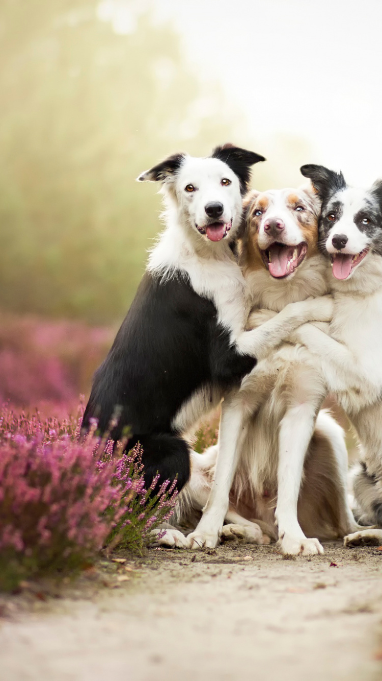 Border Collie, Welpe, Hund, Hunderasse, Begleithund. Wallpaper in 750x1334 Resolution
