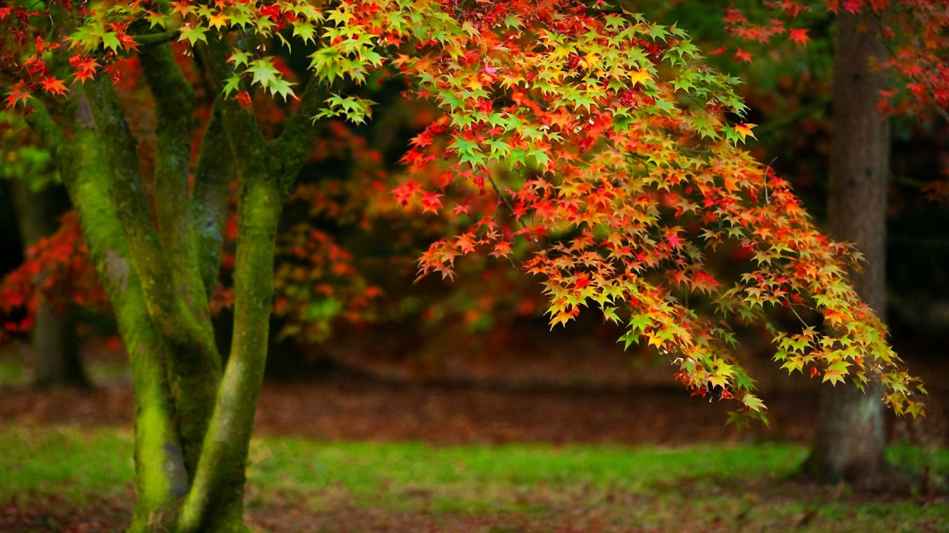 Red and Yellow Leaves on Green Grass Field During Daytime. Wallpaper in 1366x768 Resolution