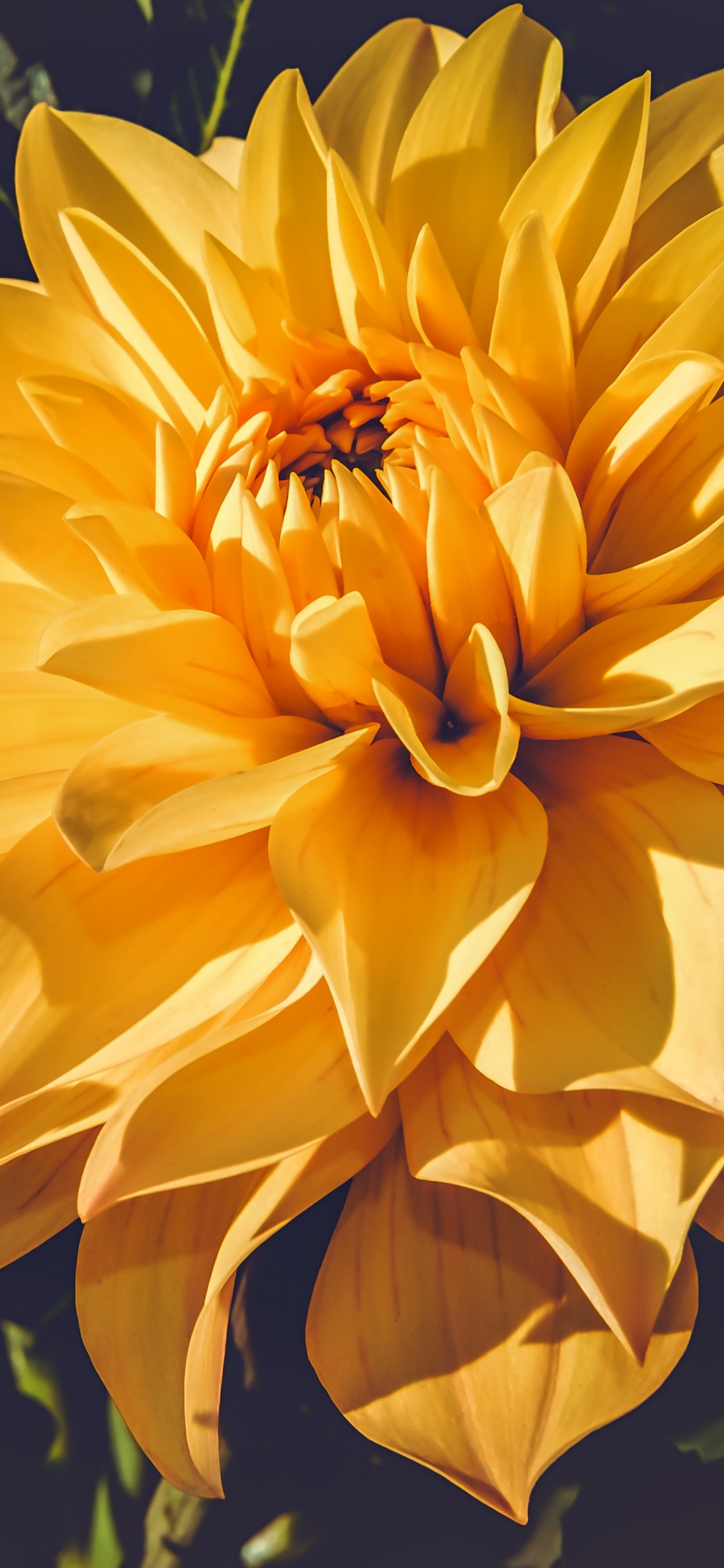Gelbe Blume in Tilt-Shift-Linse. Wallpaper in 1242x2688 Resolution