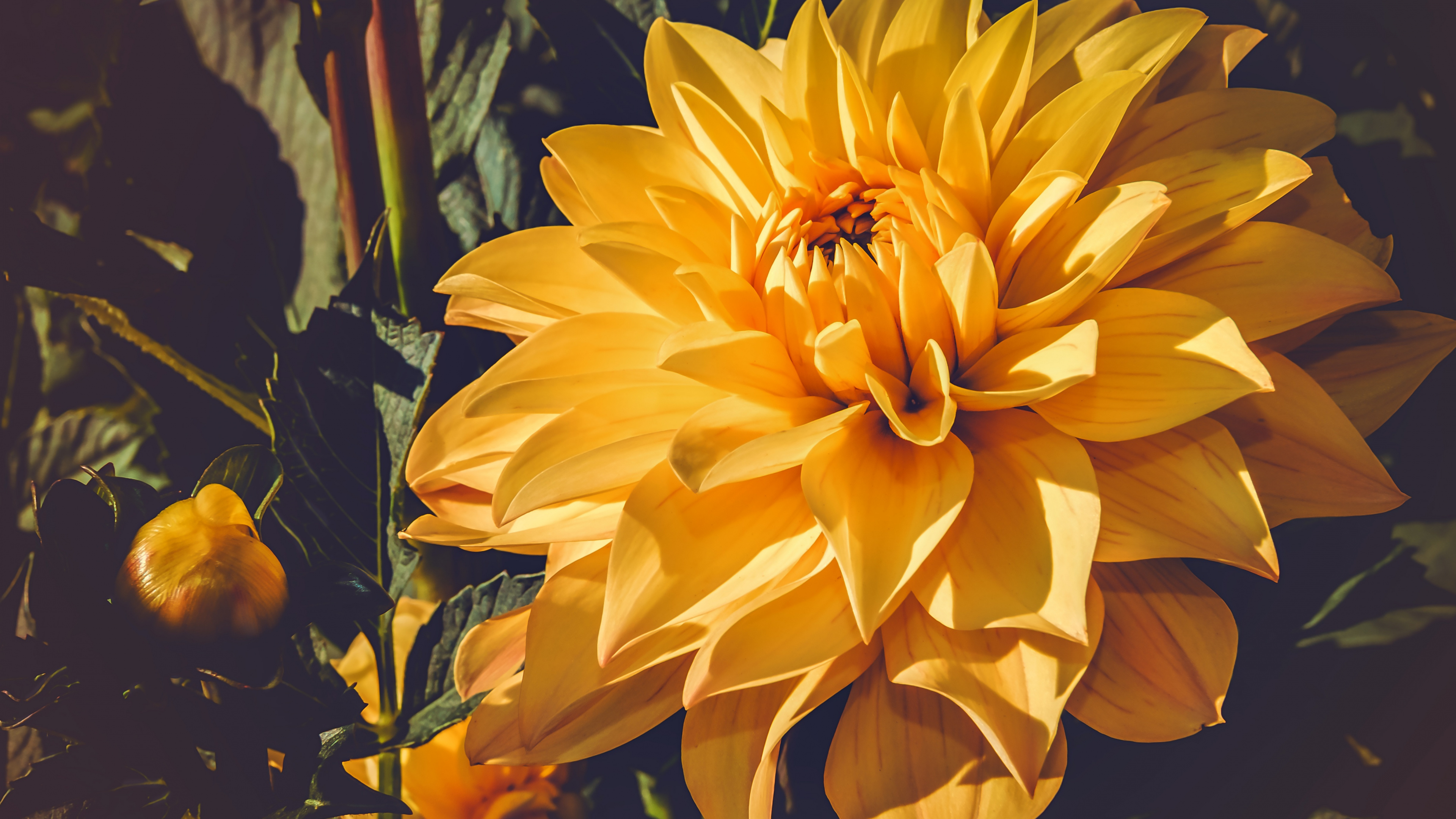 Gelbe Blume in Tilt-Shift-Linse. Wallpaper in 3840x2160 Resolution