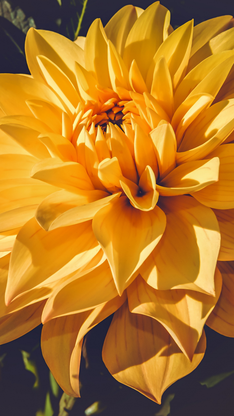 Gelbe Blume in Tilt-Shift-Linse. Wallpaper in 750x1334 Resolution