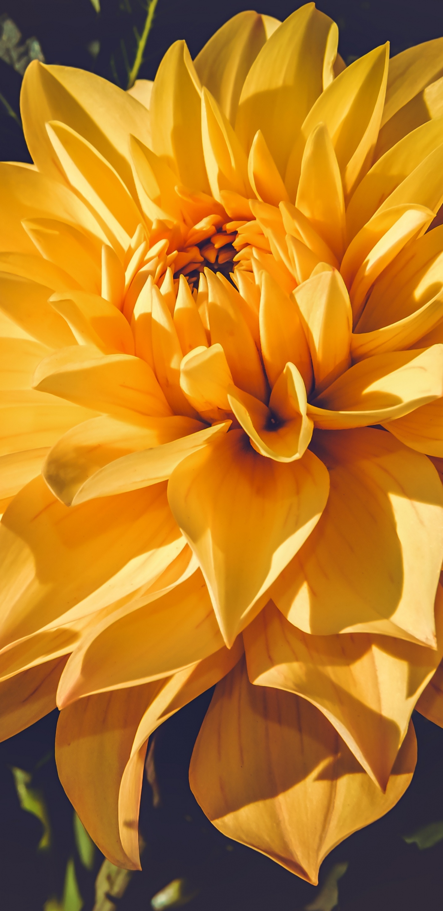 Flor Amarilla en Lente de Cambio de Inclinación. Wallpaper in 1440x2960 Resolution