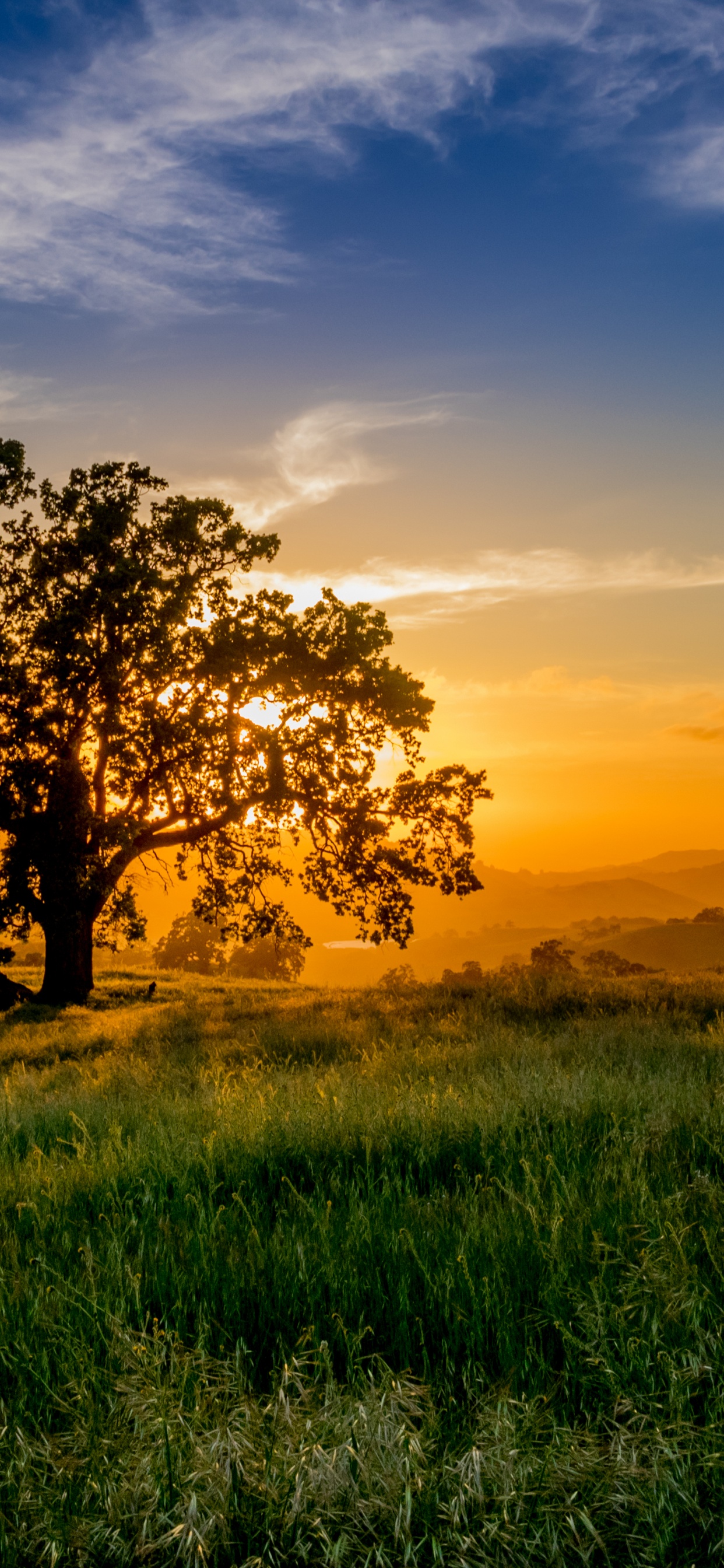 Campo de Hierba Verde Durante la Puesta de Sol. Wallpaper in 1242x2688 Resolution