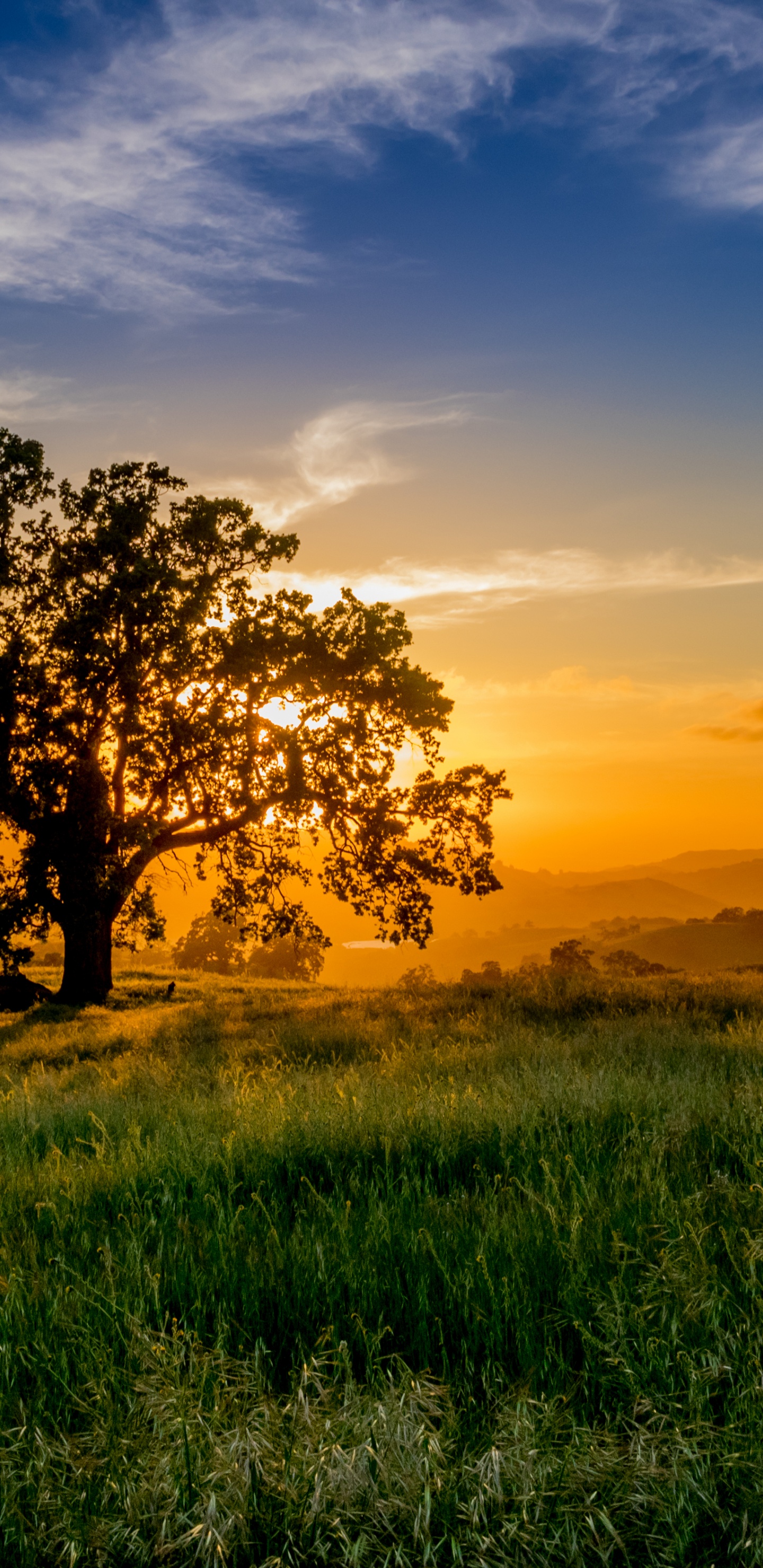 Campo de Hierba Verde Durante la Puesta de Sol. Wallpaper in 1440x2960 Resolution