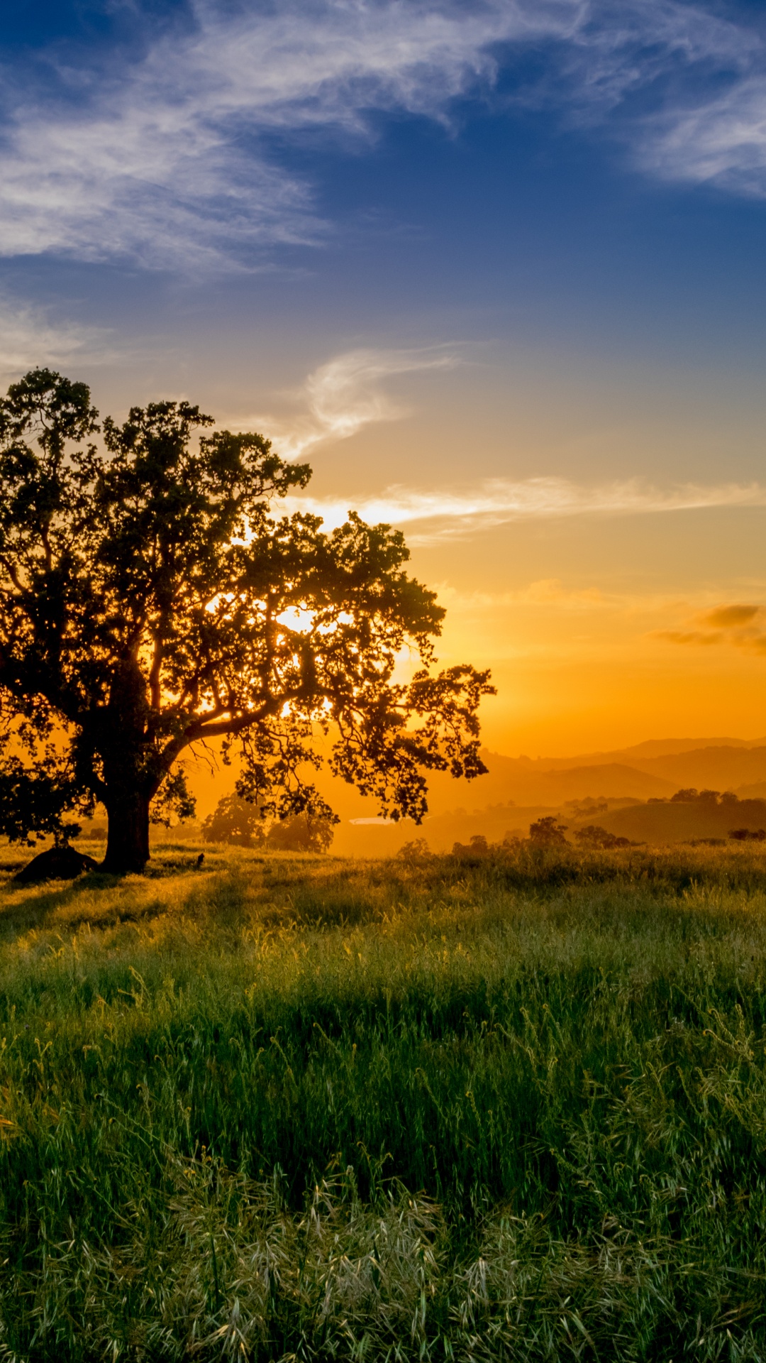 Champ D'herbe Verte Pendant le Coucher du Soleil. Wallpaper in 1080x1920 Resolution