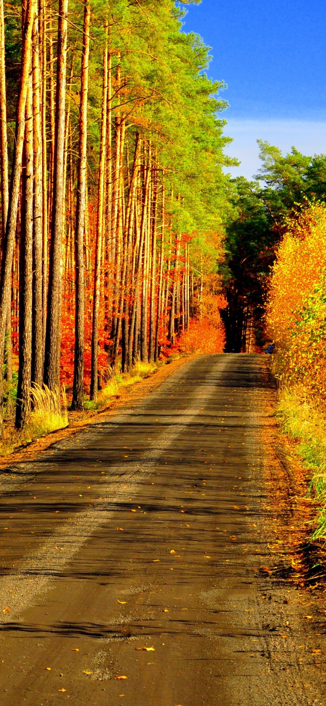 Route en Béton Gris Entre Les Arbres Bruns Pendant la Journée. Wallpaper in 1125x2436 Resolution