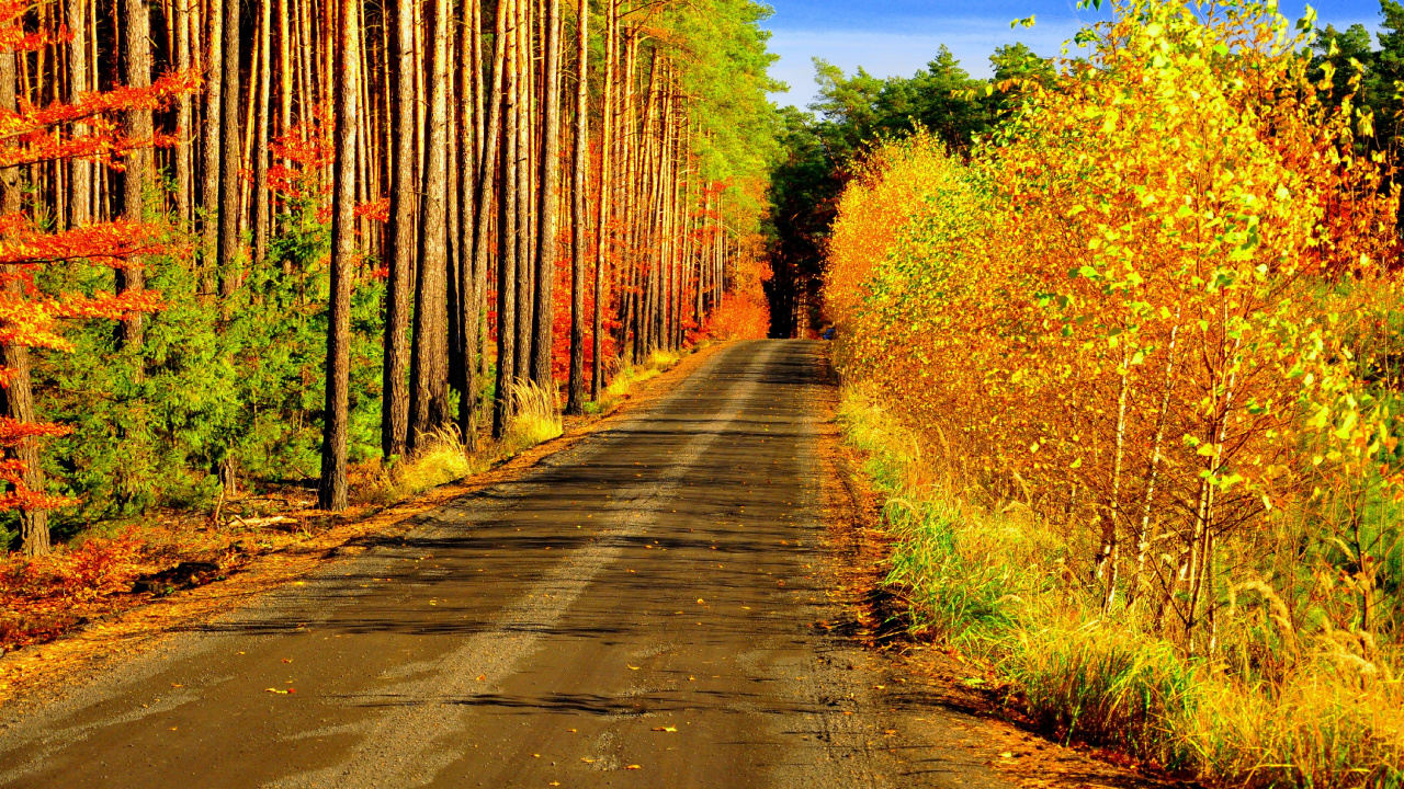 Graue Betonstraße Zwischen Braunen Bäumen Tagsüber. Wallpaper in 1280x720 Resolution