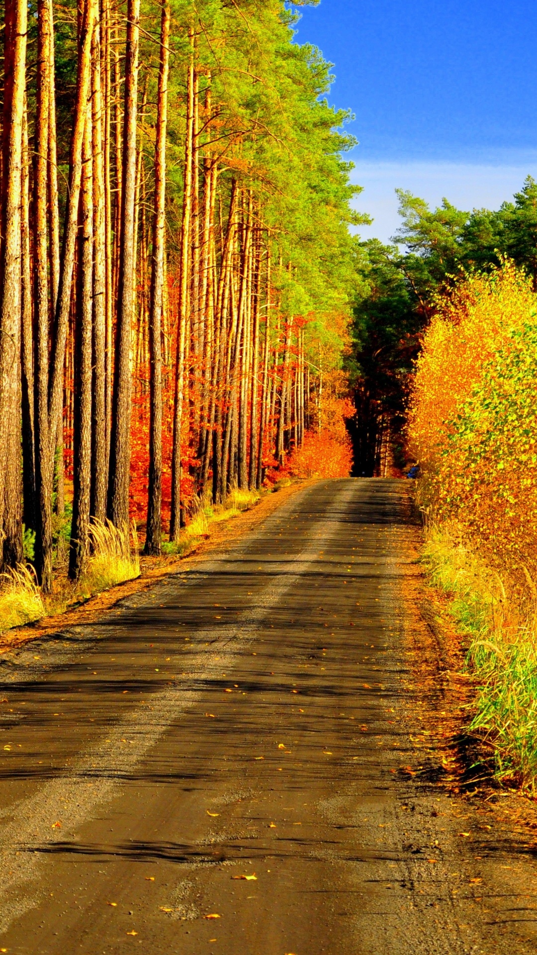 Gray Concrete Road Between Brown Trees During Daytime. Wallpaper in 1080x1920 Resolution