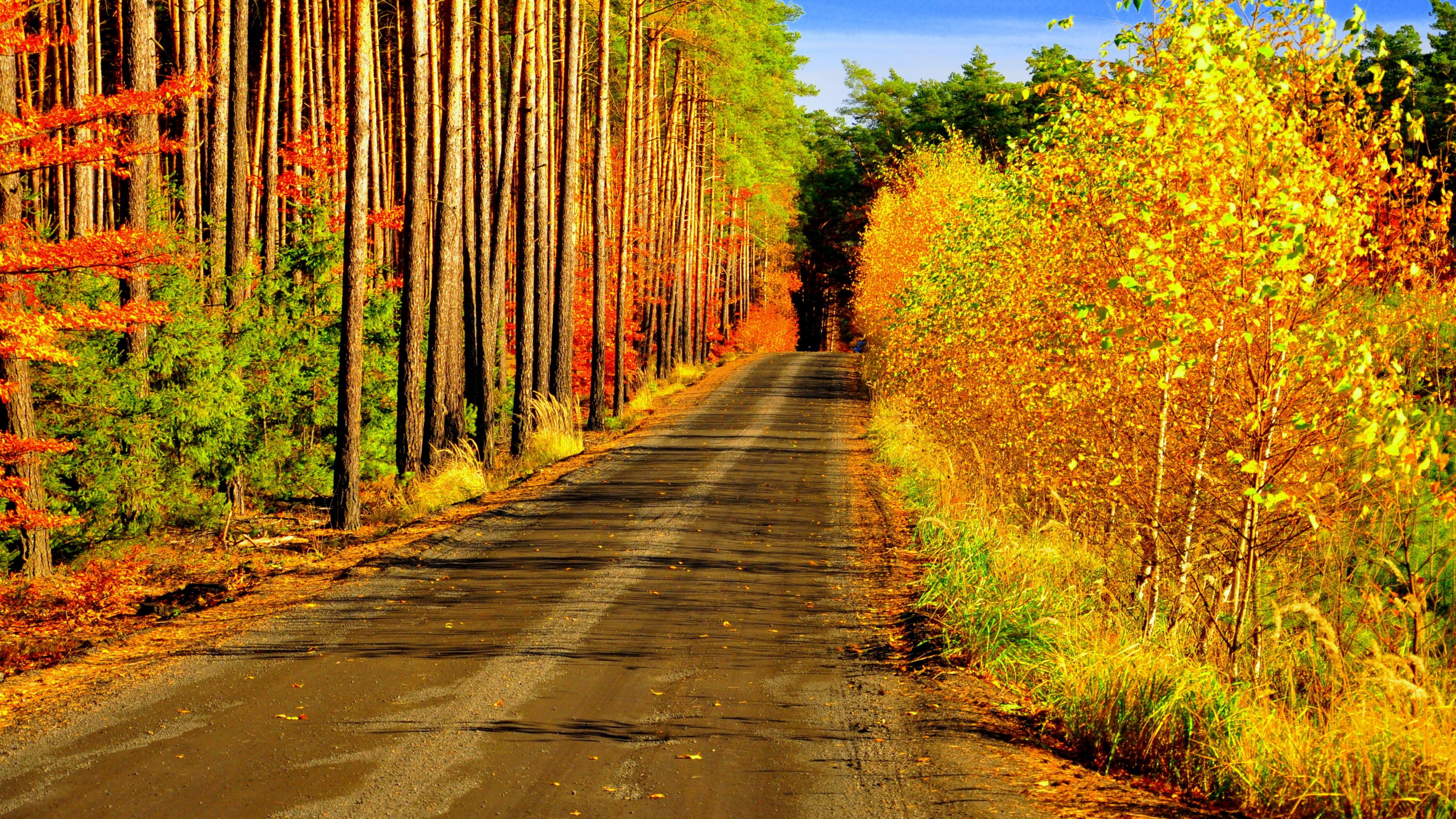 Gray Concrete Road Between Brown Trees During Daytime. Wallpaper in 2560x1440 Resolution