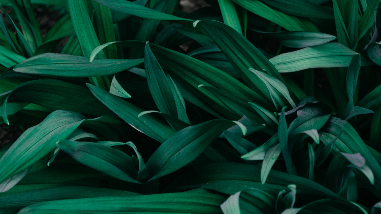 Grüne Blätter Pflanze Tagsüber. Wallpaper in 1280x720 Resolution