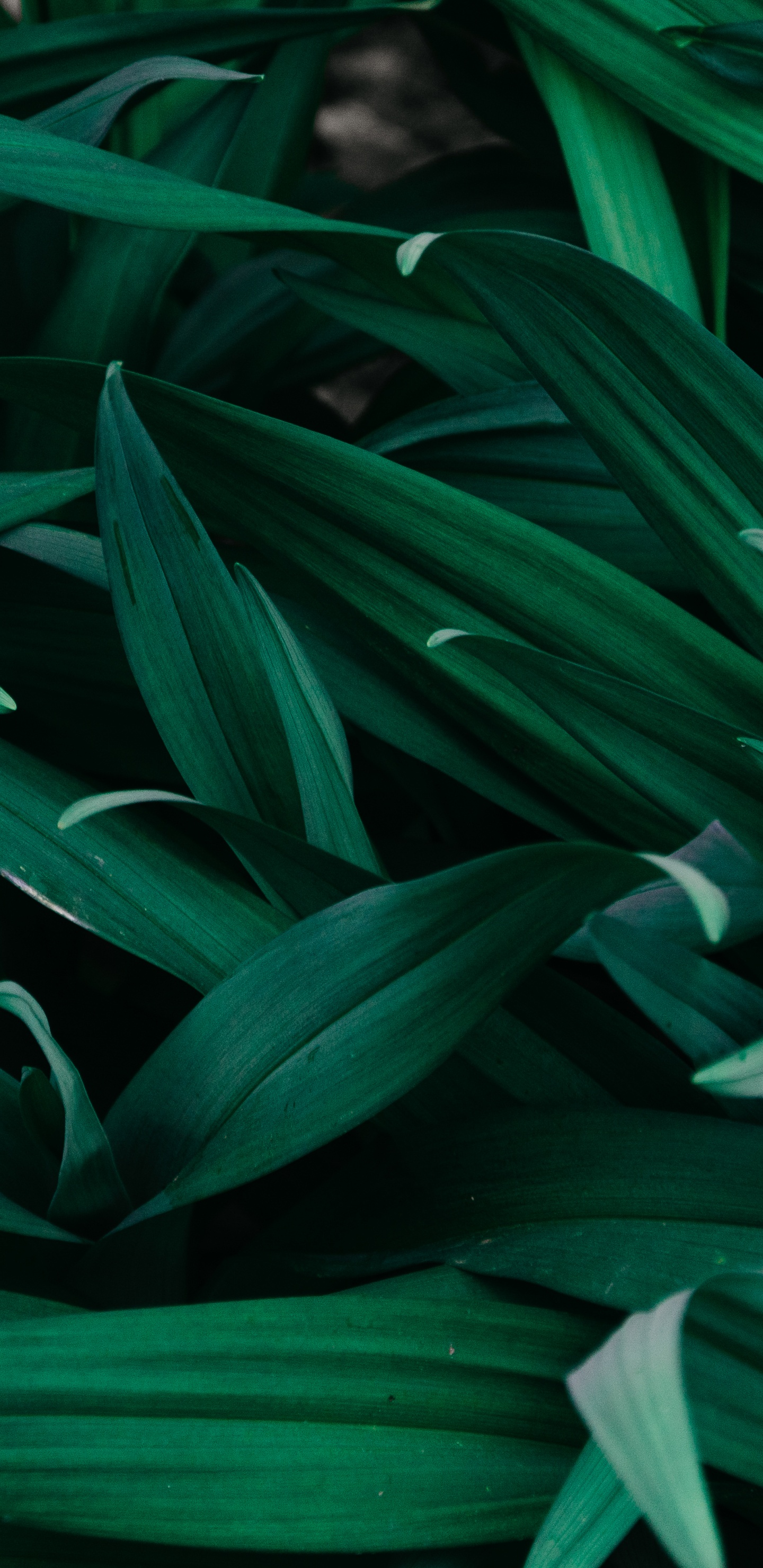 Grüne Blätter Pflanze Tagsüber. Wallpaper in 1440x2960 Resolution