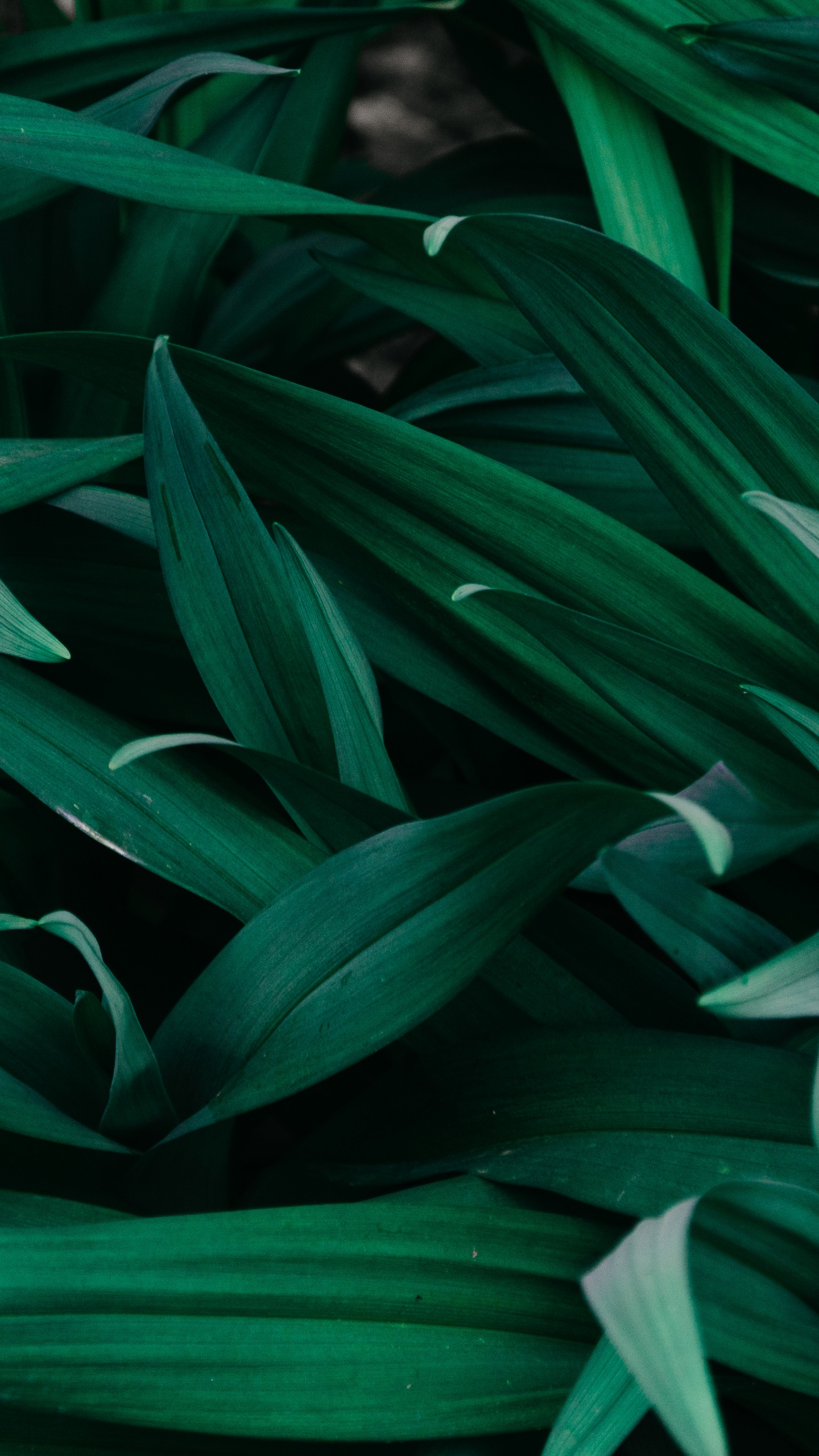 Green Leaves Plant During Daytime. Wallpaper in 1440x2560 Resolution