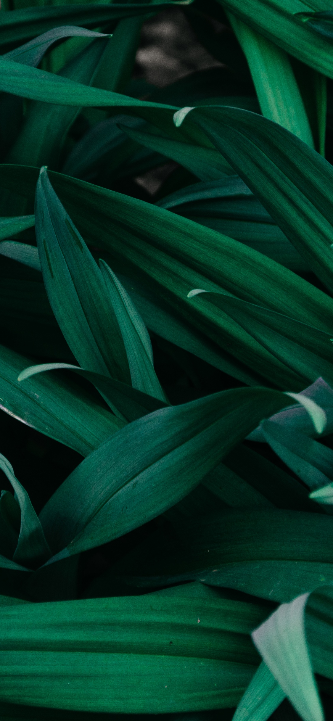 Planta de Hojas Verdes Durante el Día. Wallpaper in 1125x2436 Resolution