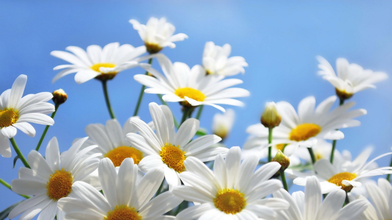 White and Yellow Daisy Flowers. Wallpaper in 1366x768 Resolution