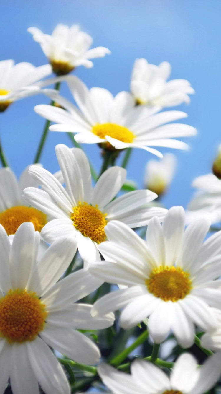 White and Yellow Daisy Flowers. Wallpaper in 750x1334 Resolution