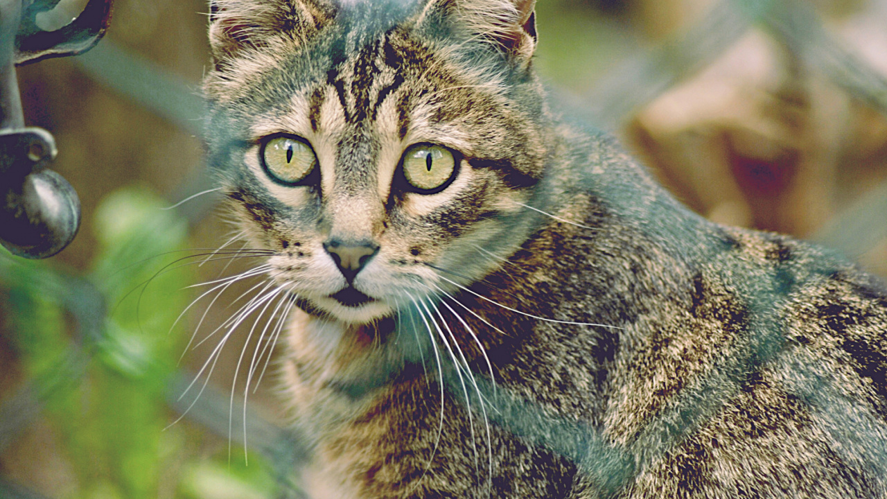 Dragon Li, Kitten, Tabby Cat, Animal, Mammal. Wallpaper in 1280x720 Resolution