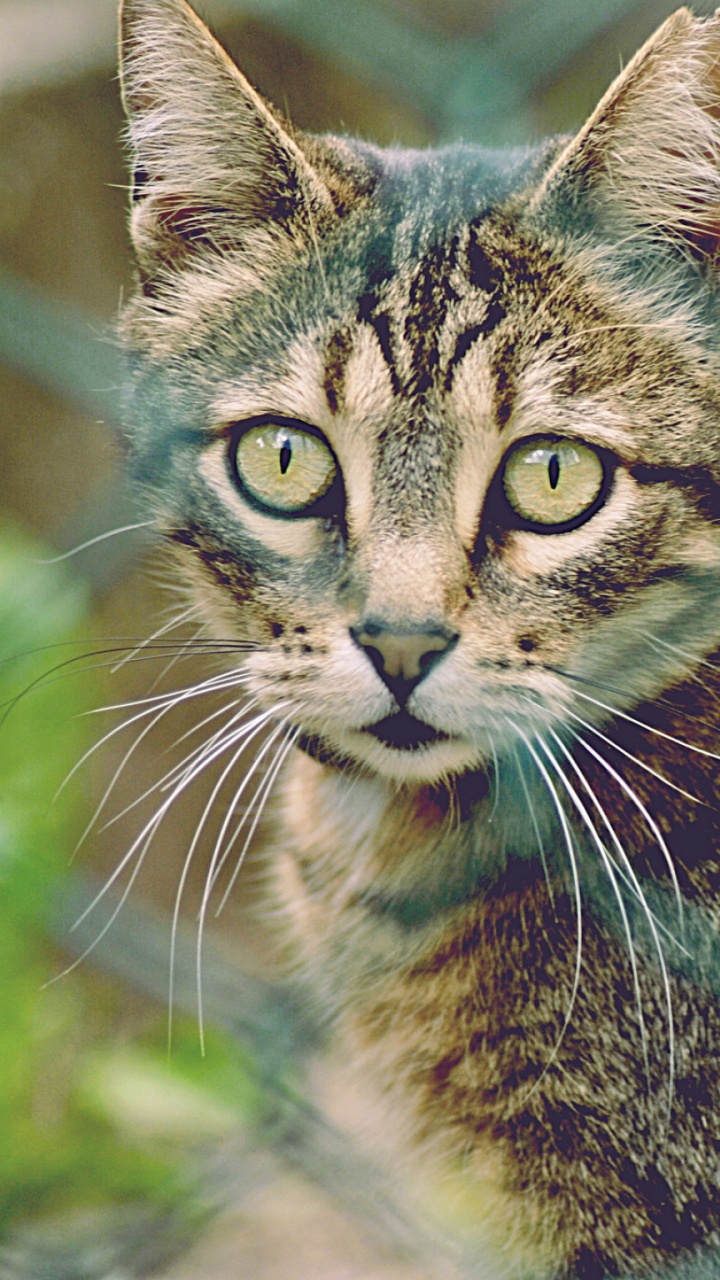 Dragon Li, Kitten, Tabby Cat, Animal, Mammal. Wallpaper in 720x1280 Resolution