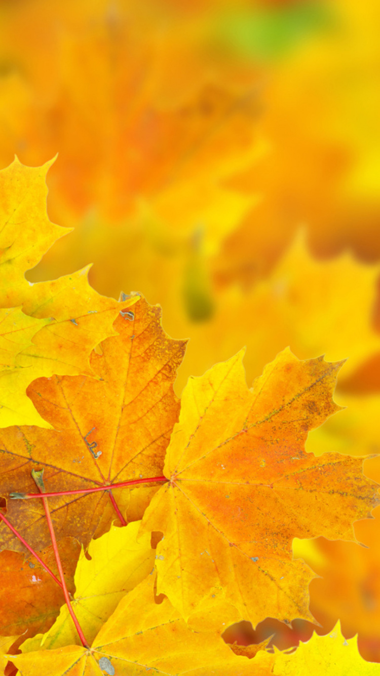 Yellow Maple Leaf in Close up Photography. Wallpaper in 750x1334 Resolution
