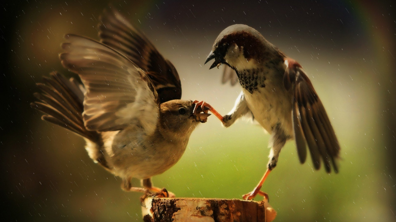 Three Brown Birds on Brown Wooden Stick. Wallpaper in 1366x768 Resolution