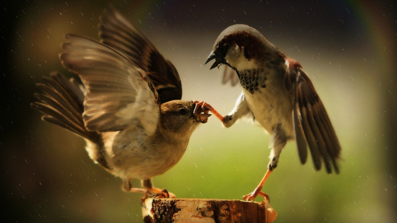 Drei Braune Vögel Auf Braunem Holzstab. Wallpaper in 1280x720 Resolution