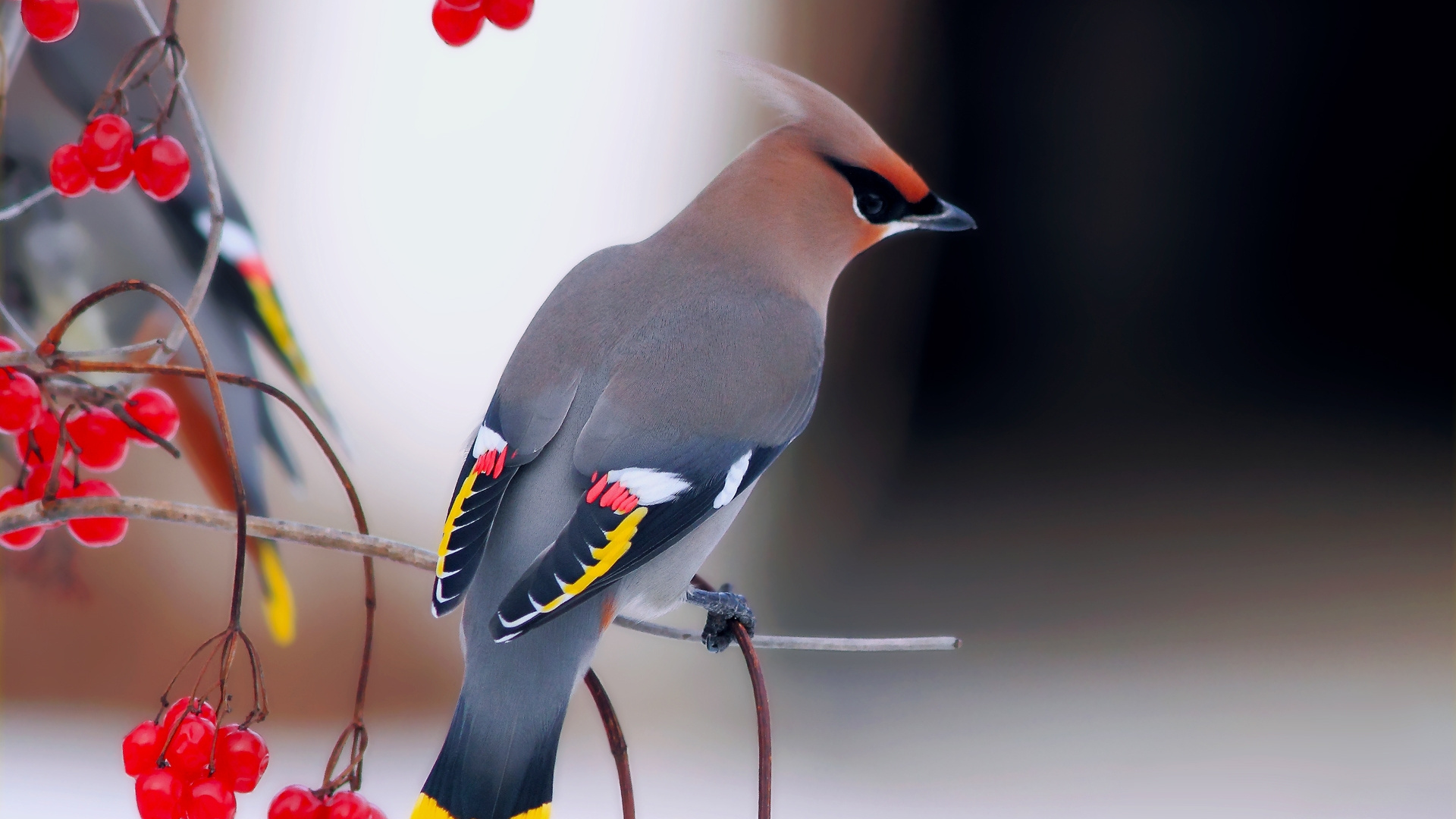 Blue and Yellow Bird Perched on Red Metal Bar. Wallpaper in 1920x1080 Resolution