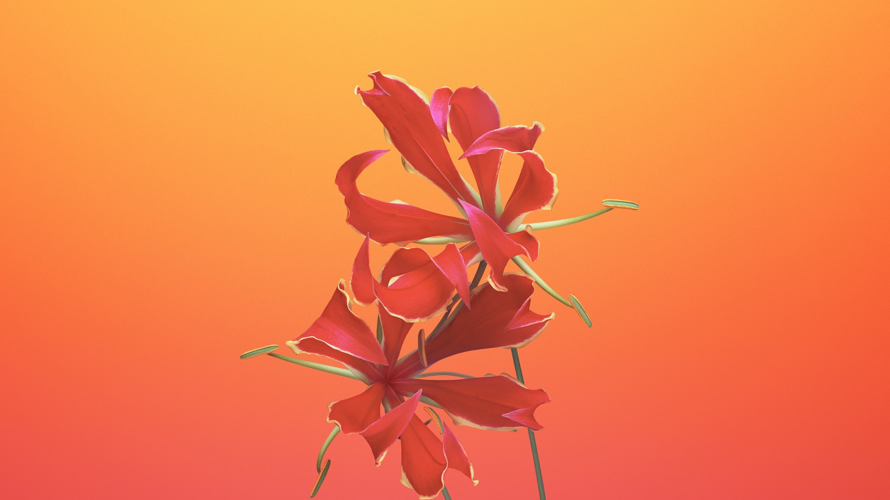 Ipad, Apple, IOS 11, Manzana, Flor de Gloriosa. Wallpaper in 1280x720 Resolution