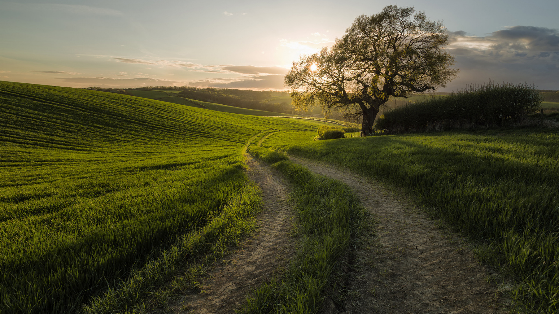 Green Grass Field With Trees During Daytime. Wallpaper in 1920x1080 Resolution
