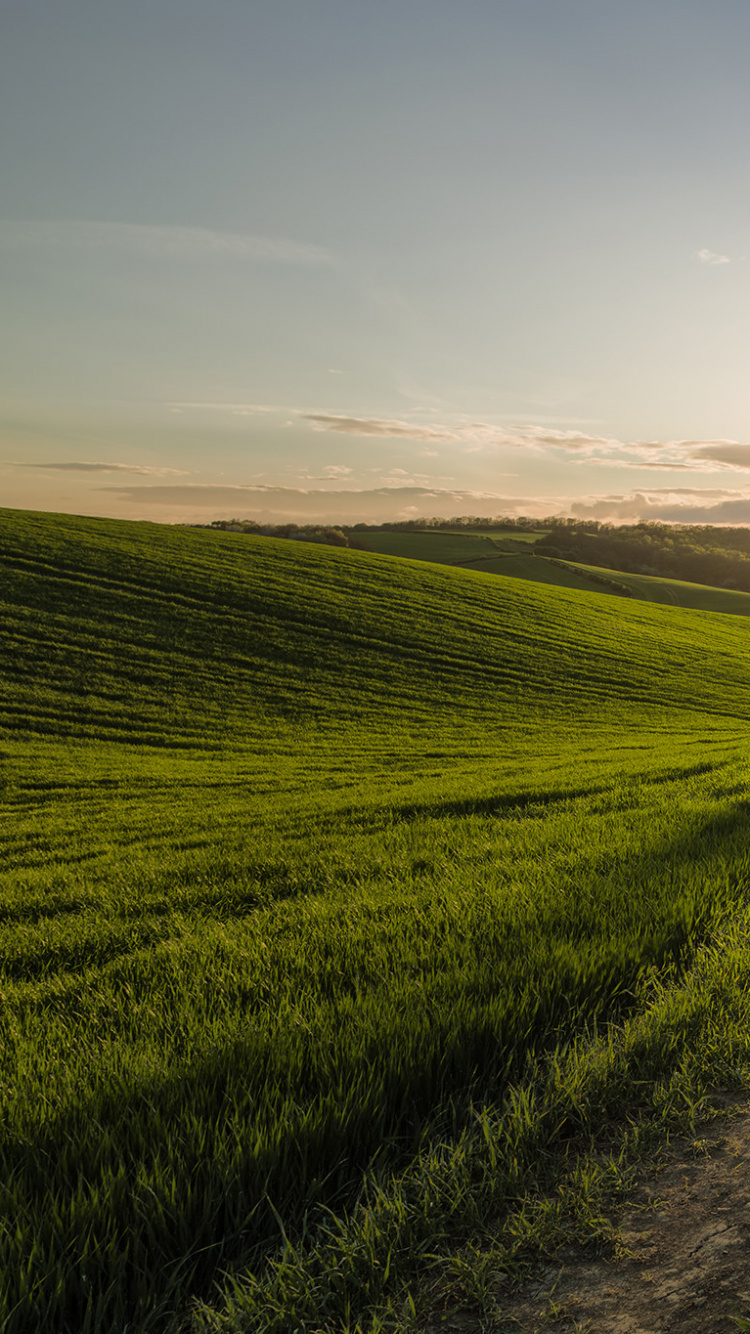 Green Grass Field With Trees During Daytime. Wallpaper in 750x1334 Resolution