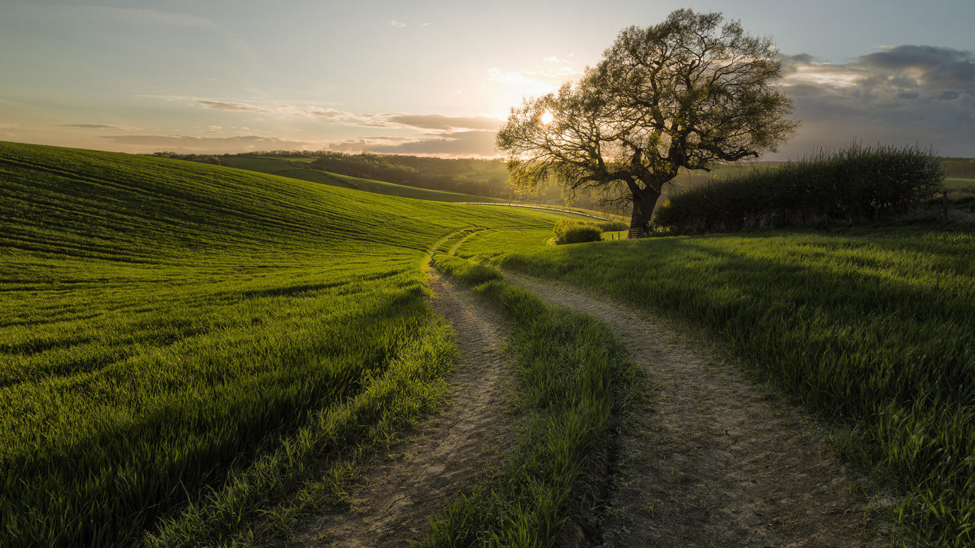 早上, 草, 放牧, 窗口, 农村地区 壁纸 1366x768 允许