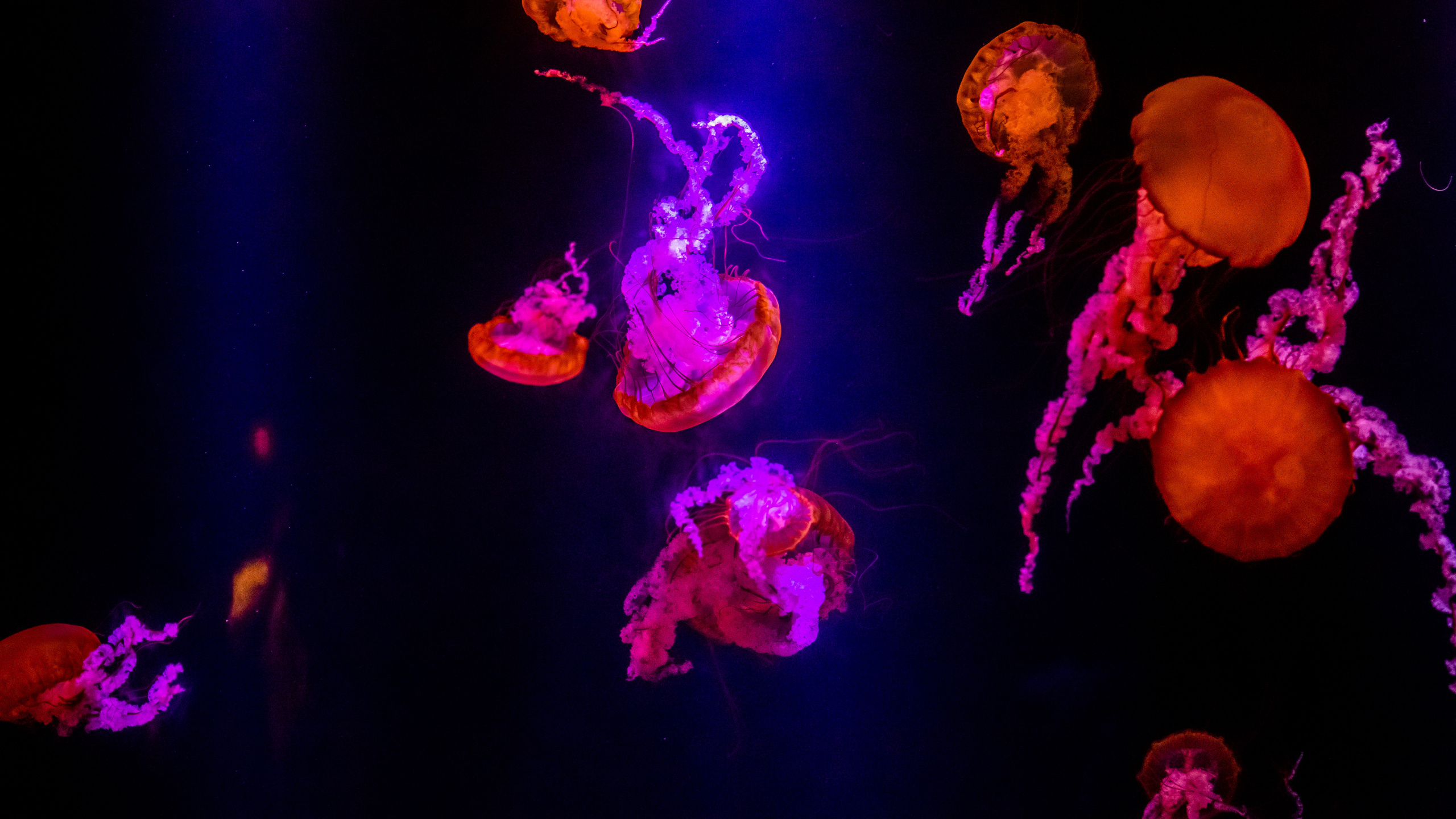 Jellyfish, Invertebrate, Marine Invertebrates, Cnidaria, Purple. Wallpaper in 2560x1440 Resolution