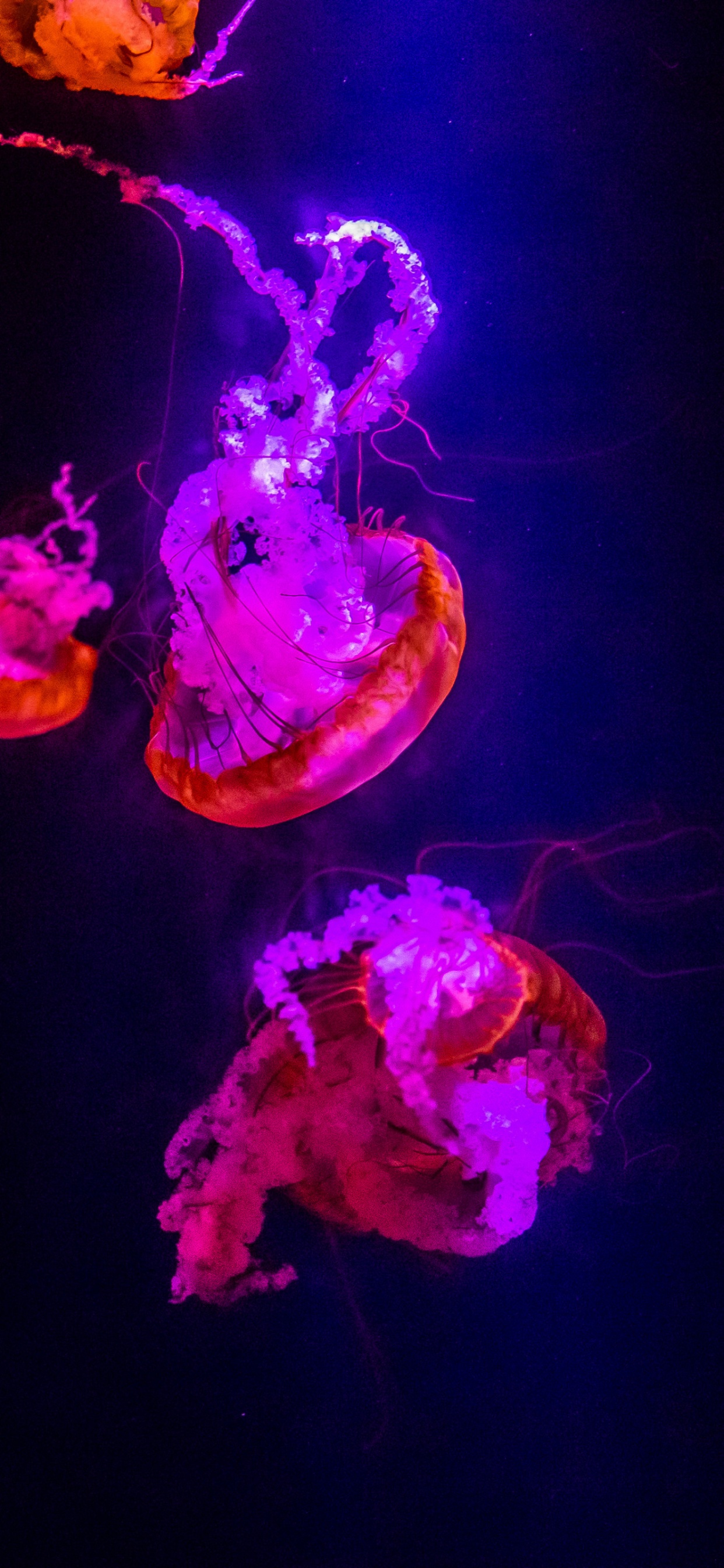 Qualle, Wirbellose, Cnidaria, Purpur, Licht. Wallpaper in 1242x2688 Resolution
