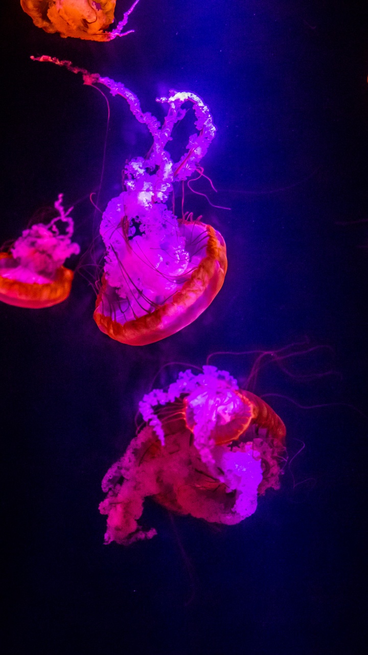 Qualle, Wirbellose, Cnidaria, Purpur, Licht. Wallpaper in 720x1280 Resolution